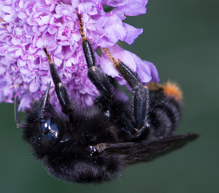 Bombus (Psithyrus) rupestris, femmina